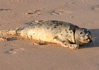 0147 IMG 3691 1  Grey Seal pup on Cruden Bay Beach