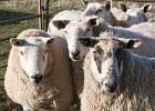 05crovie130301 5  Sheep at Crovie Farm